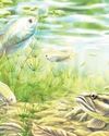 In a first, over four-million-year-old fish fossils found near Uttarakhand13