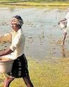 Form regulatory body on seed prices: House panel9
