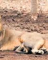 Asiatic lion deaths trigger alarm in Gir, Gujarat Asiatic lion deaths trigger alarm in Gir, Gujarat10