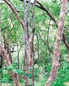 Temp forest watchers in Marayur struggle to make both ends meet