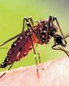 Indian dengue vaccines, affordable treatment in coming years: Experts5