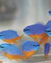 CMFRI develops breeding tech for high-value marine fishes