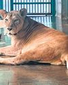 T'Puram Zoo sources meds from US to treat Gracy