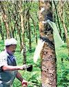 Farmers intensify protests as rubber prices remain below ₹200/kg