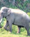2-km wildlife fence to be set up for Ardh Kumbh12
