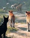 Discipline of compassion: Keep the dogs away from the tigers, please Discipline of compassion: Keep the dogs away from the tigers, please2