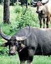 4 wild buffaloes from Kaziranga in Assam released at MP’s Kanha13