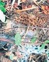 Leopard found dead, electrocution suspected