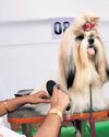 300 canines of 41 breeds in dog show