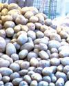 Potato crisis: Govt set for price intervention through NAFED supply