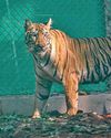 Tadoba tigress moves out of STR, traced to J'khand