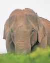Solar fencing to stop wild elephants from entering villages in J’khand14
