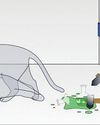 IN LIMBO? Schrödinger’s cat: Alive, dead, or misunderstood?13