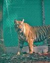 Tadoba's tigress Zeenat moves out of Similipal, traced to Jharkhand