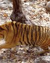 Man-eating tigers keep dominance in captivity