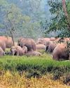 Elephants ravage paddy crops, farmers seek relief