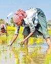 Natural Vs Conventional: Study finds new social structure in farming practices15
