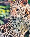 Pushed out by tigers, leopards stray into human dwellings in U’khand The New Indian Express Jeypore