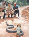 16-foot long king cobra rescued from home garden