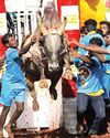 அலங்காநல்லூர் ஜல்லிக்கட்டு: மாடுபிடி வீரர் உயிரிழப்பு அலங்காநல்லூர் ஜல்லிக்கட்டு: மாடுபிடி வீரர் உயிரிழப்பு