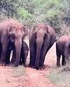 மேட்டுப்பாளையம் அருகே ஜீப்பை வழிமறித்த யானைகள் மேட்டுப்பாளையம் அருகே ஜீப்பை வழிமறித்த யானைகள்