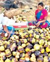 கொளுத்தும் வெயில்: களைகட்டும் நுங்கு விற்பனை கொளுத்தும் வெயில்: களைகட்டும் நுங்கு விற்பனை