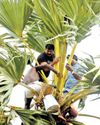 பனை ஏறினார் சீமான்18