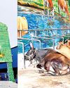 மண்டல அளவில் கால்நடை காப்பகங்கள்: மாநகராட்சி அறிவிப்பு8