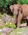 மலை ரயிலை வழிமறித்த காட்டு யானை!60