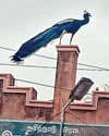 திருச்செந்தூர் கோயிலில் குடமுழுக்கு விழா கோலாகலம்79