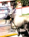சாலையில் திரிந்த 224 மாடுகள் பறிமுதல்6