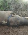 முதலுதவிகள் காப்பகத்தில் யானை உயிரிழப்பு78