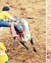 வெளிநாட்டு ஜுனியர் ஹாக்கி வீரர்களுக்காக அலங்காநல்லூர் அருகே சிறப்பு ஜல்லிக்கட்டு வெளிநாட்டு ஜுனியர் ஹாக்கி வீரர்களுக்காக அலங்காநல்லூர் அருகே சிறப்பு ஜல்லிக்கட்டு1