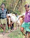 மலைக் கிராமங்களுக்கு குதிரைகளில் வாக்குப்பதிவு இயந்திரங்கள் பயணம்9
