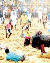 சிவகங்கை அருகே மஞ்சுவிரட்டு: காளைகள் முட்டியதில் மூவர் உயிரிழப்பு; 92 பேர் காயம் சிவகங்கை அருகே மஞ்சுவிரட்டு: காளைகள் முட்டியதில் மூவர் உயிரிழப்பு; 92 பேர் காயம்3