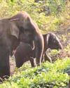 வால்பாறை அருகே தாயுடன் உலவிய தும்பிக்கை இல்லா குட்டி யானை!19