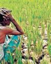 நாட்டில் ஒரு மணி நேரத்துக்கு ஒரு விவசாயி தற்கொலை நாட்டில் ஒரு மணி நேரத்துக்கு ஒரு விவசாயி தற்கொலை2