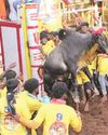 அவனியாபுரம் ஜல்லிக்கட்டு அவனியாபுரம் ஜல்லிக்கட்டு11