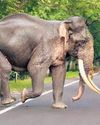 Kerala keeps wild jumbo population in check18