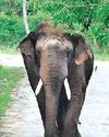 Probe into 'poisoning, burning' of wild jumbos27