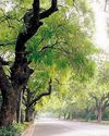 NGT panel for report on illegal cutting of trees15