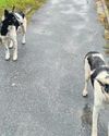 DOGS OF CHERNOBYL CAN TEACH ART OF SURVIVAL DOGS OF CHERNOBYL CAN TEACH ART OF SURVIVAL32