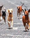 Rabies from strays killed 37 in 5 yrs Rabies from strays killed 37 in 5 yrs11