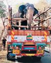 2 'aid elephants' arrive in Erode to tame wild tusker 2 'aid elephants' arrive in Erode to tame wild tusker12