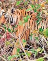 Tiger spotted in Palamu Reserve after 3 yrs Tiger spotted in Palamu Reserve after 3 yrs24