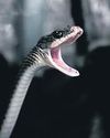 WHO deadline: ICMR to set up plans to reduce snakebite deaths by 50% WHO deadline: ICMR to set up plans to reduce snakebite deaths by 50%19