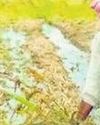 Farmers stare at huge losses due to rain, hailstorm Farmers stare at huge losses due to rain, hailstorm15