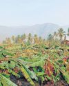 Banana plantation damaged by strong winds in Erode Banana plantation damaged by strong winds in Erode11