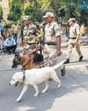 Cops mull deploying sniffer dogs to curb ganja menace in Tirumala Cops mull deploying sniffer dogs to curb ganja menace in Tirumala22