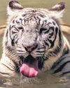 White tiger cubs moved into enclosure White tiger cubs moved into enclosure14